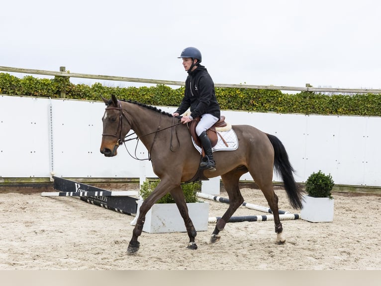 KWPN Gelding 4 years 16.2 hh  in Waddinxveen