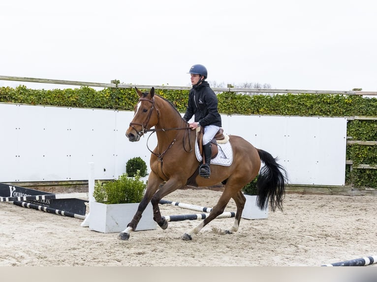KWPN Gelding 4 years 16.2 hh  in Waddinxveen