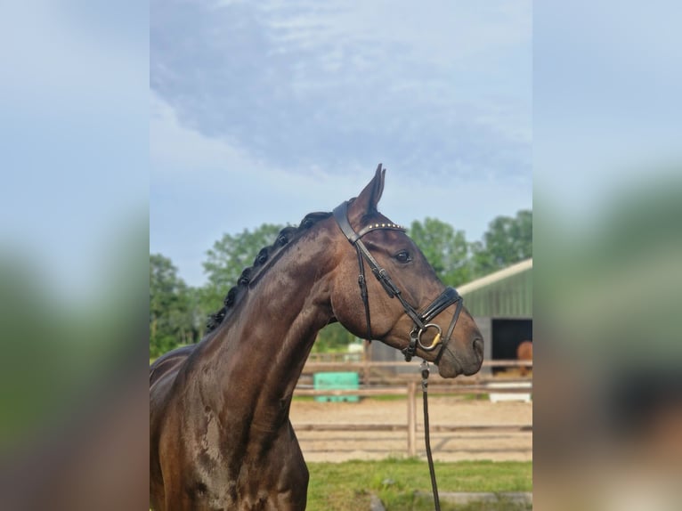 KWPN Gelding 4 years 16.2 hh Smoky-Black in Denekamp