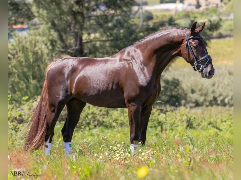 KWPN Gelding 4 years 16,2 hh Smoky-Black in Aveiro