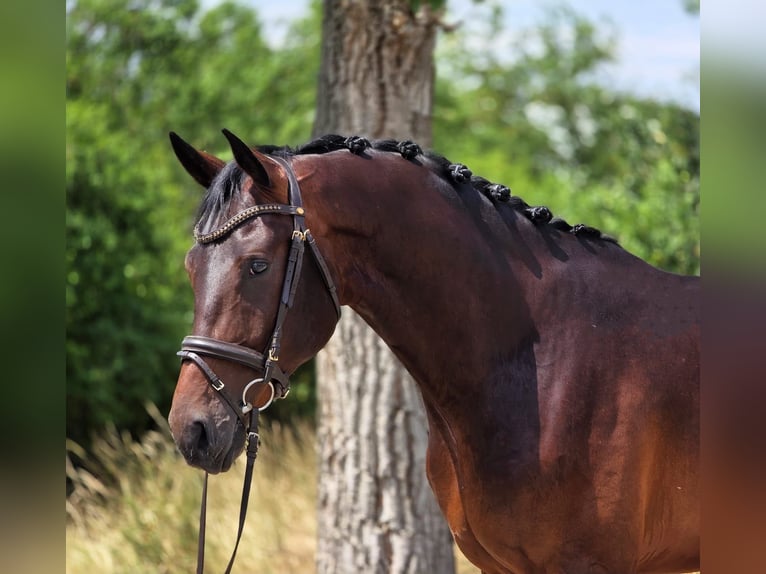KWPN Gelding 4 years 16.3 hh Bay-Dark in Lajosmizse
