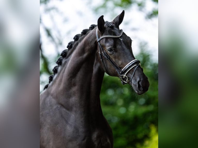 KWPN Gelding 4 years 16,3 hh Black in Dreumel