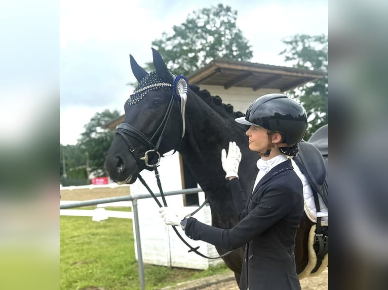 KWPN Gelding 4 years 16.3 hh Black in Neuss