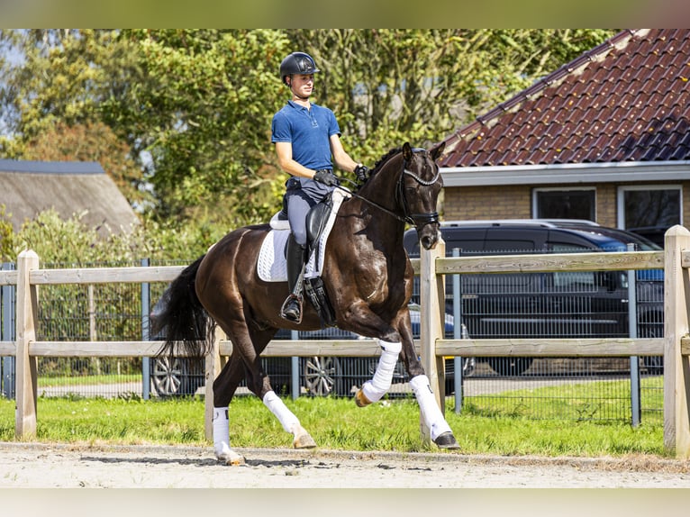 KWPN Gelding 4 years 16,3 hh Black in Yerseke