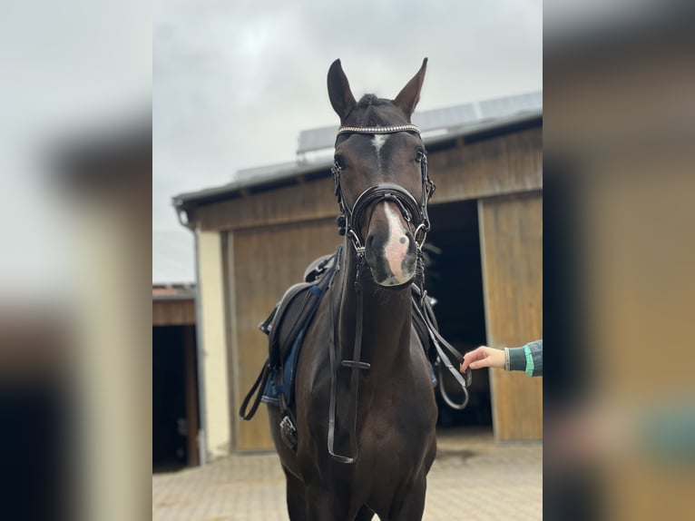 KWPN Gelding 4 years 16,3 hh Brown in Bamberg