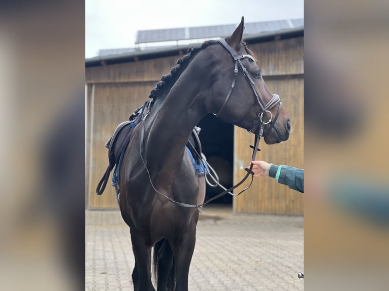 KWPN Gelding 4 years 16,3 hh Brown in Bamberg