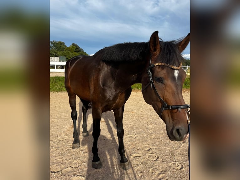 KWPN Gelding 4 years 16,3 hh Brown in Bamberg