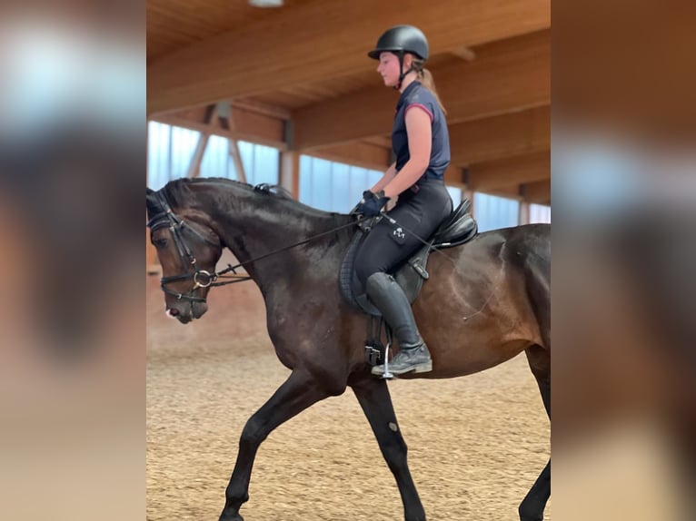 KWPN Gelding 4 years 16,3 hh Brown in Bamberg