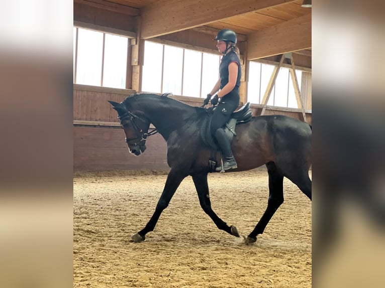 KWPN Gelding 4 years 16,3 hh Brown in Bamberg