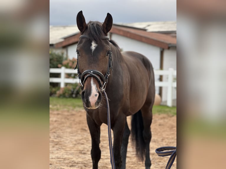 KWPN Gelding 4 years 16,3 hh Brown in Bamberg