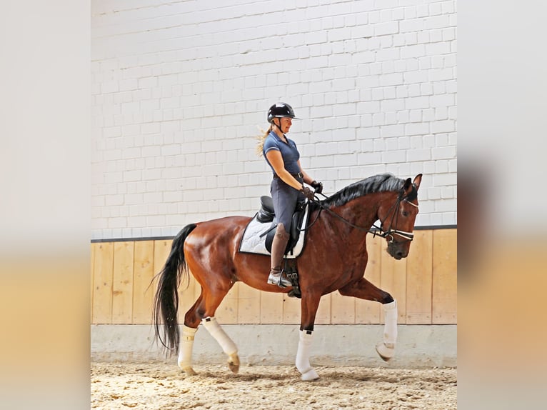 KWPN Gelding 4 years 16.3 hh Brown in Kempen
