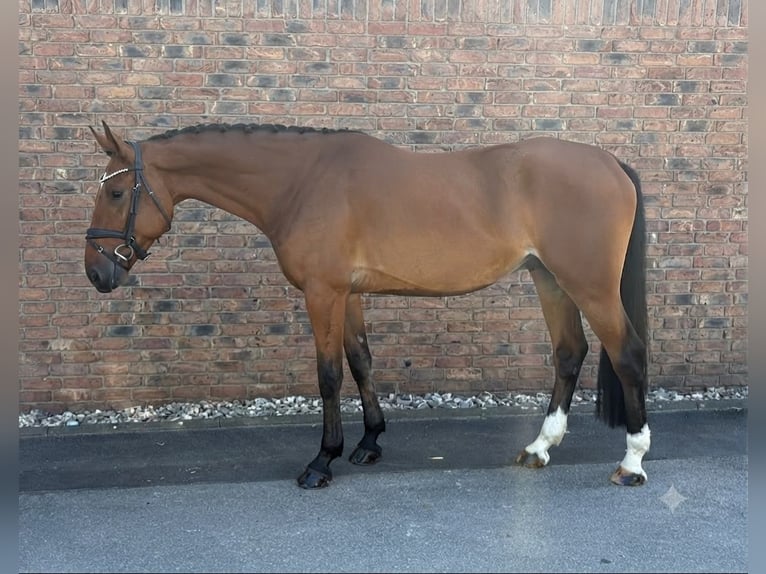 KWPN Gelding 4 years 16.3 hh Brown in Niederkassel