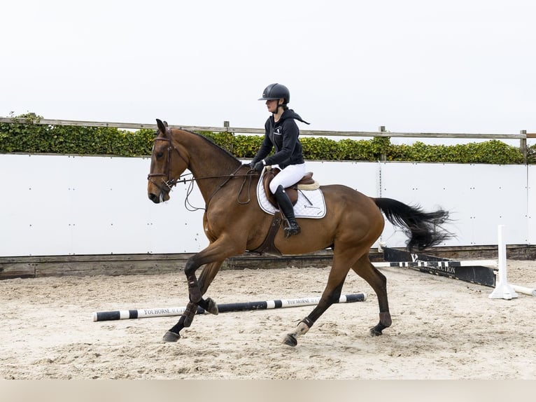 KWPN Gelding 4 years 16.3 hh Brown in Waddinxveen