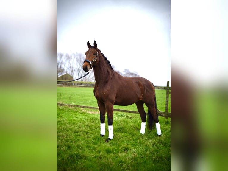 KWPN Gelding 4 years 16,3 hh Chestnut in Nieuw-Vennep