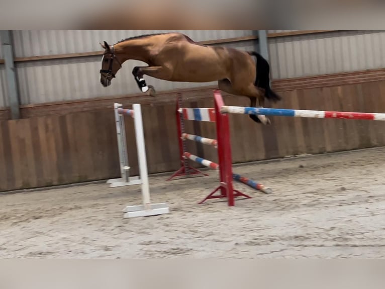 KWPN Gelding 4 years 16,3 hh Chestnut-Red in GROTE-BROGEL