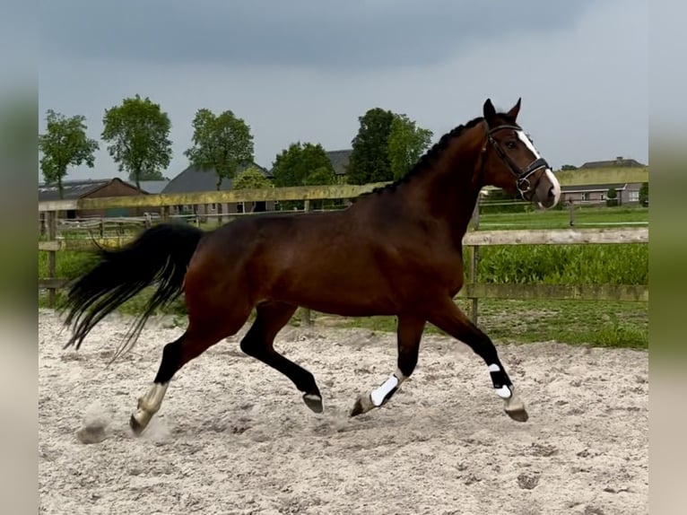 KWPN Gelding 4 years 16 hh Bay-Dark in Barneveld