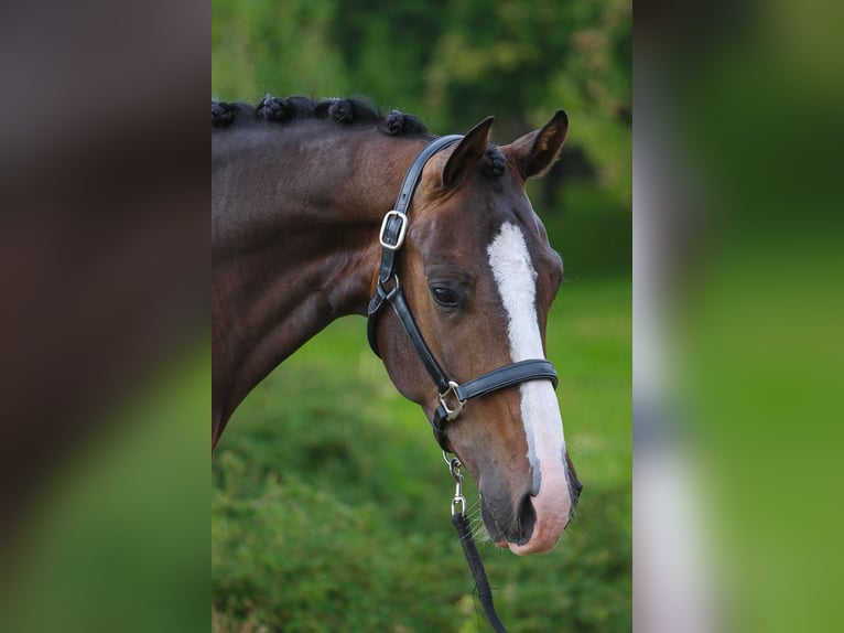 KWPN Gelding 4 years 16 hh Bay-Dark in Haasdonk