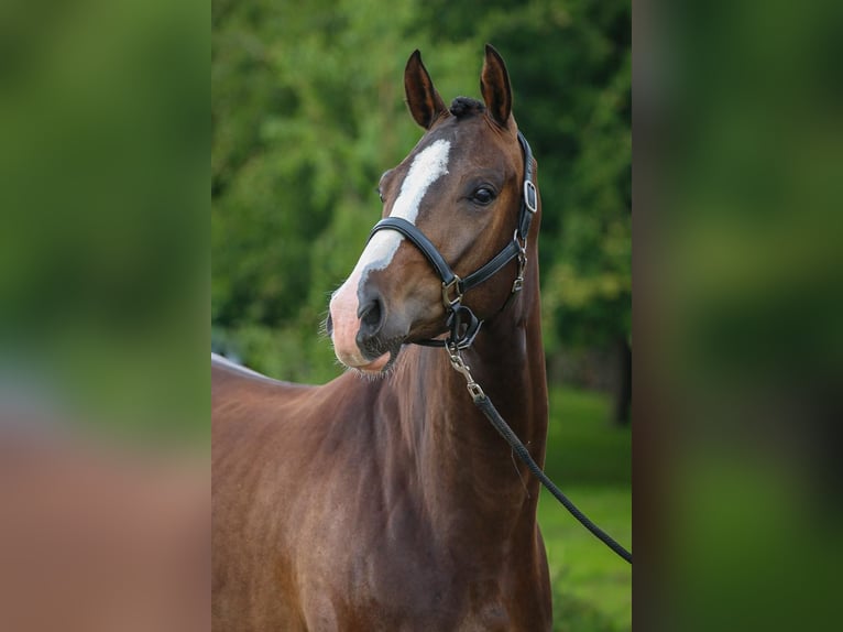 KWPN Gelding 4 years 16 hh Bay-Dark in Haasdonk