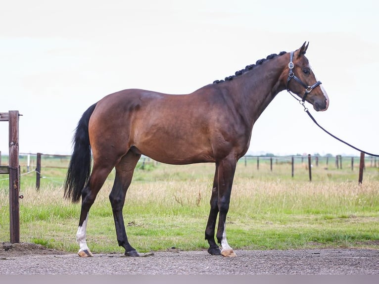 KWPN Gelding 4 years 16 hh Bay-Dark in Haasdonk