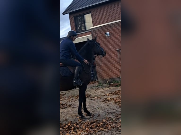 KWPN Gelding 4 years 16 hh Bay-Dark in Lommel