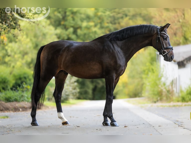 KWPN Gelding 4 years 16 hh Bay-Dark in Windhagen