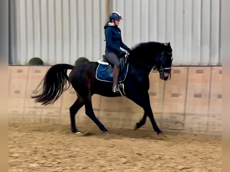 KWPN Gelding 4 years 16 hh Bay-Dark in Neustadt (Wied)