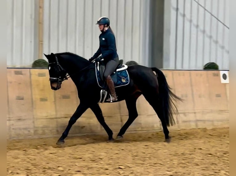 KWPN Gelding 4 years 16 hh Bay-Dark in Neustadt (Wied)