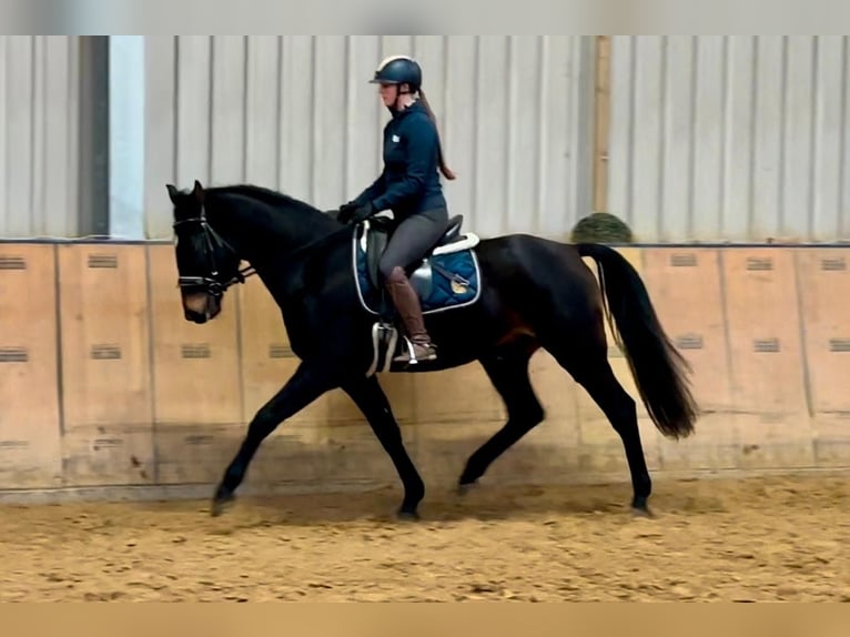 KWPN Gelding 4 years 16 hh Bay-Dark in Neustadt (Wied)