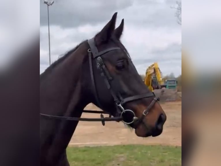 KWPN Gelding 4 years 16 hh Bay-Dark in Uffenheim