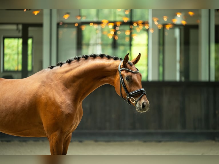 KWPN Gelding 4 years 16 hh Bay in Mol