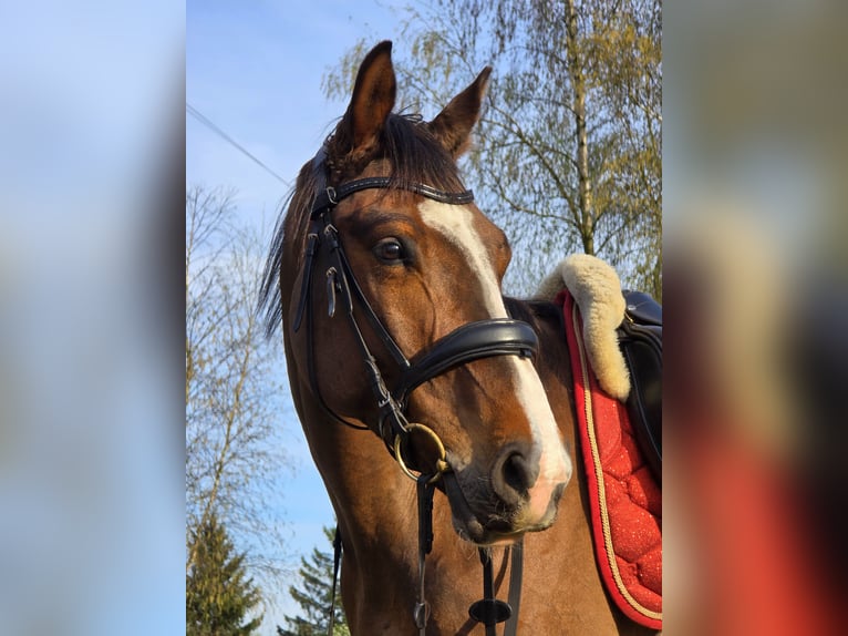 KWPN Gelding 4 years 16 hh Bay in Nowy Tomy&#x15B;l