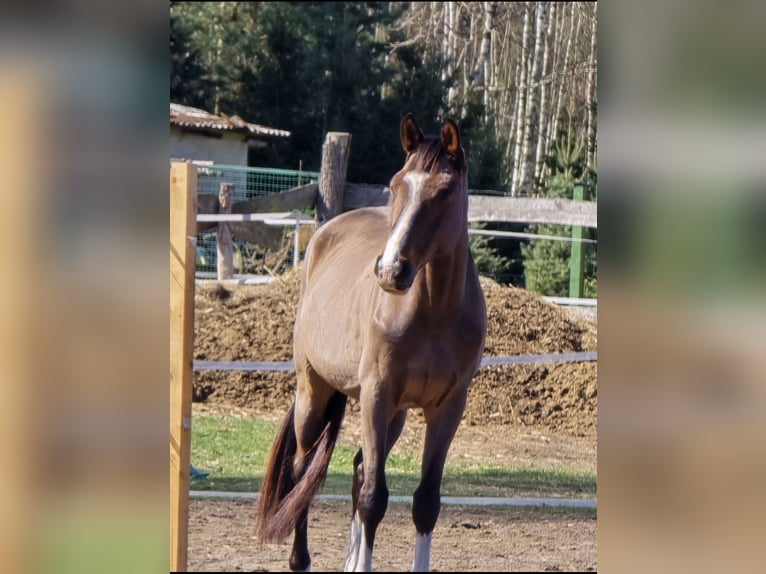 KWPN Gelding 4 years 16 hh Bay in Nowy Tomy&#x15B;l