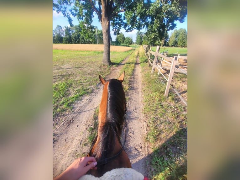 KWPN Gelding 4 years 16 hh Bay in Nowy Tomy&#x15B;l