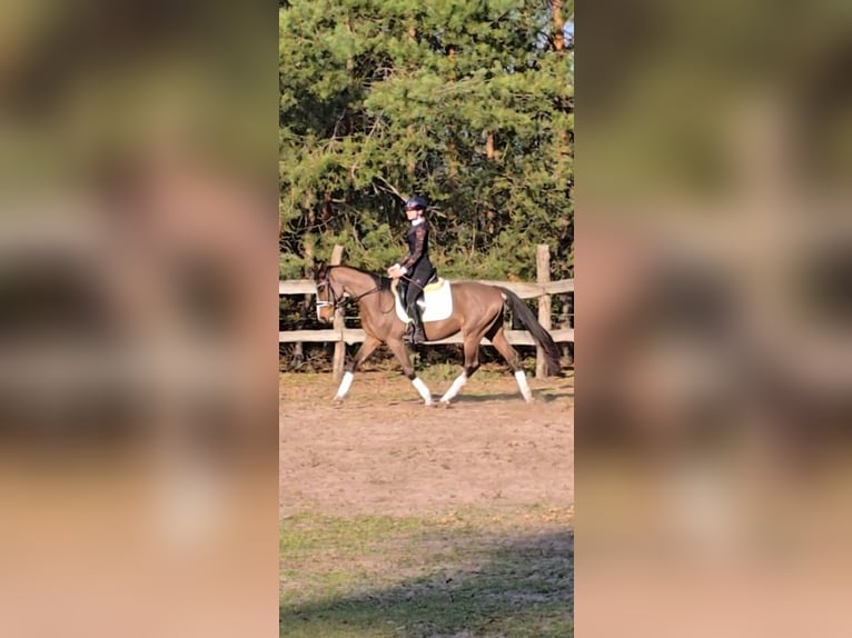 KWPN Gelding 4 years 16 hh Bay in Nowy Tomy&#x15B;l