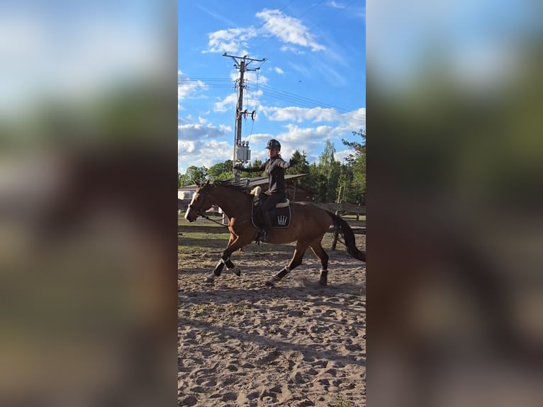 KWPN Gelding 4 years 16 hh Bay in Nowy Tomy&#x15B;l