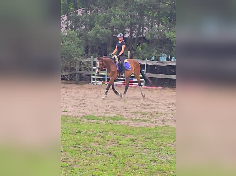 KWPN Gelding 4 years 16 hh Bay in Nowy Tomy&#x15B;l