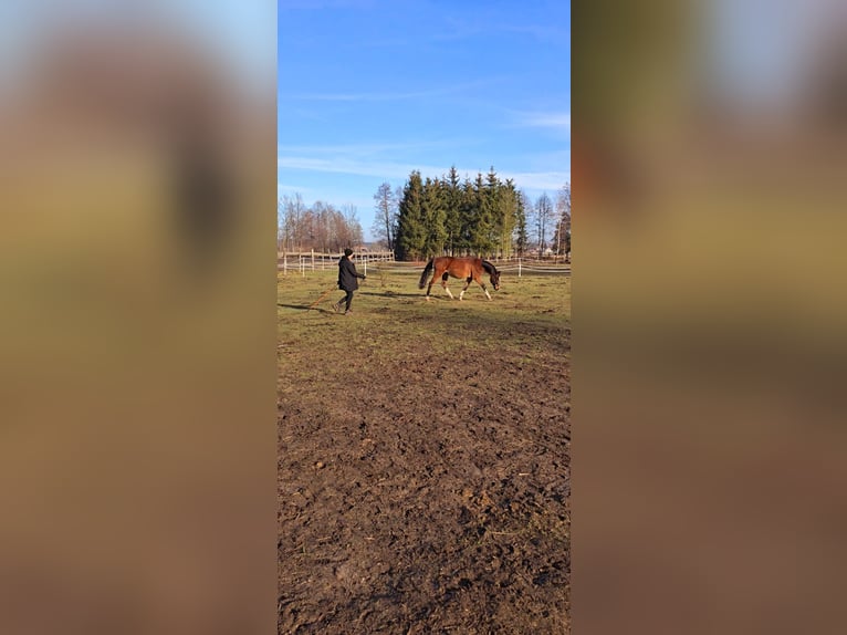 KWPN Gelding 4 years 16 hh Bay in Nowy Tomy&#x15B;l