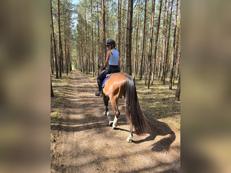 KWPN Gelding 4 years 16 hh Bay in Nowy Tomy&#x15B;l