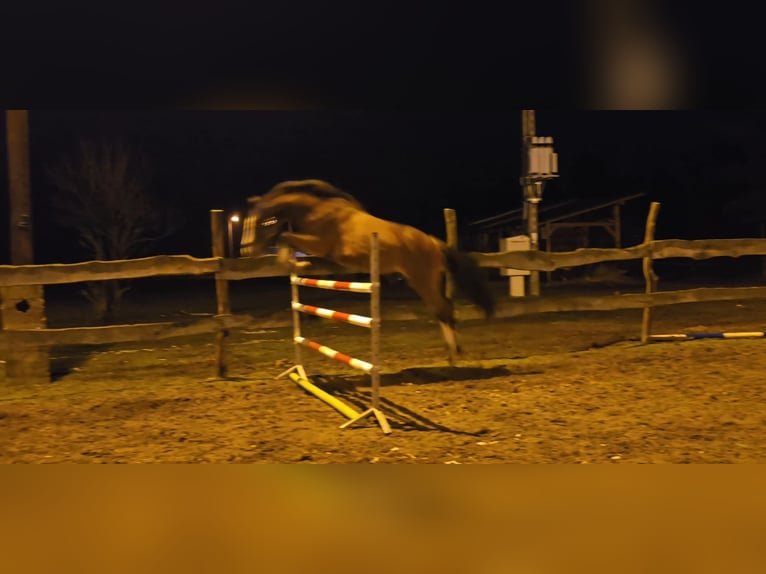 KWPN Gelding 4 years 16 hh Bay in Nowy Tomy&#x15B;l