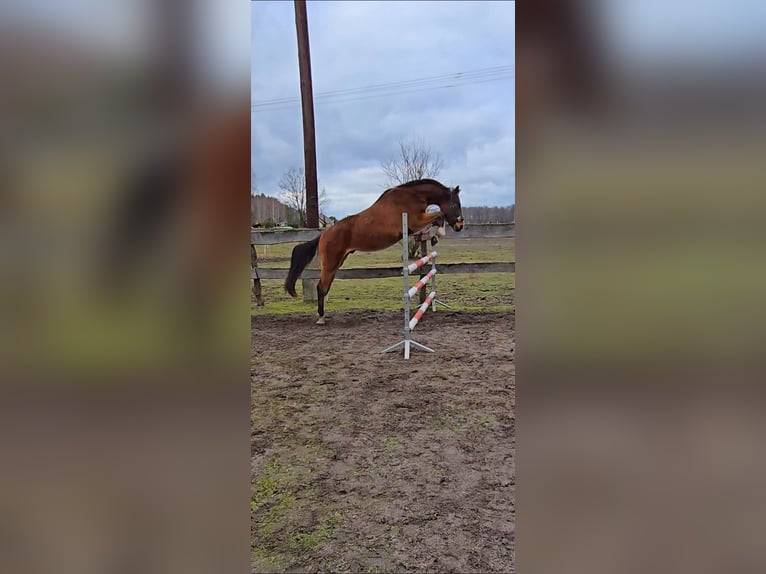 KWPN Gelding 4 years 16 hh Bay in Nowy Tomy&#x15B;l