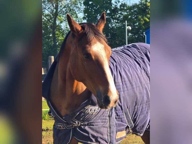 KWPN Gelding 4 years 16 hh Bay in Nowy Tomy&#x15B;l