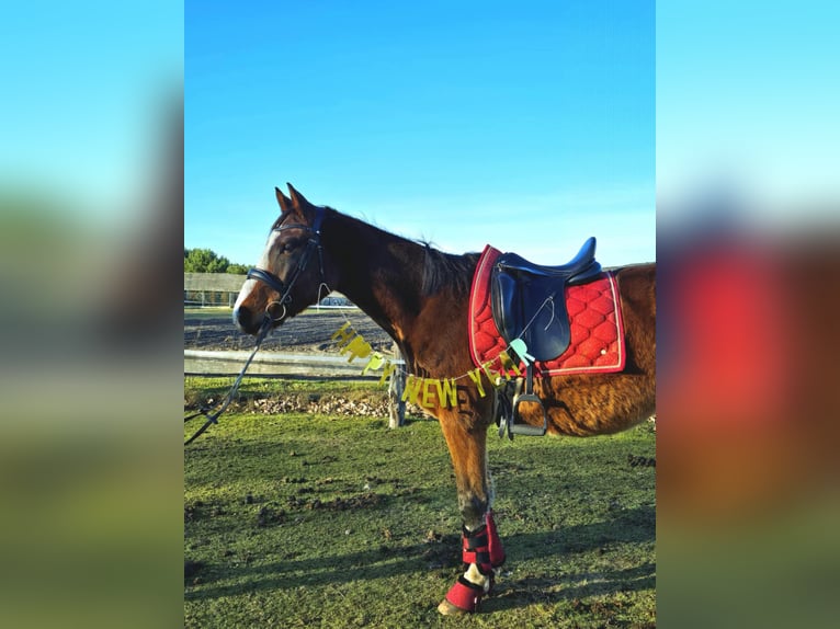 KWPN Gelding 4 years 16 hh Bay in Nowa R&#xF3;&#x17C;a