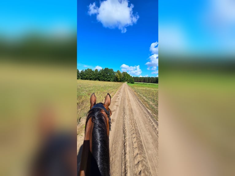 KWPN Gelding 4 years 16 hh Bay in Nowa R&#xF3;&#x17C;a