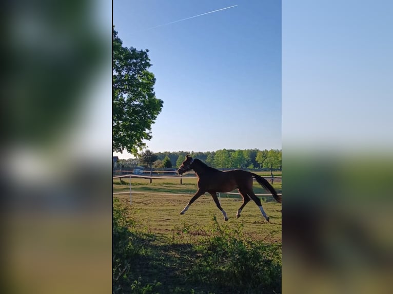 KWPN Gelding 4 years 16 hh Bay in Nowa R&#xF3;&#x17C;a