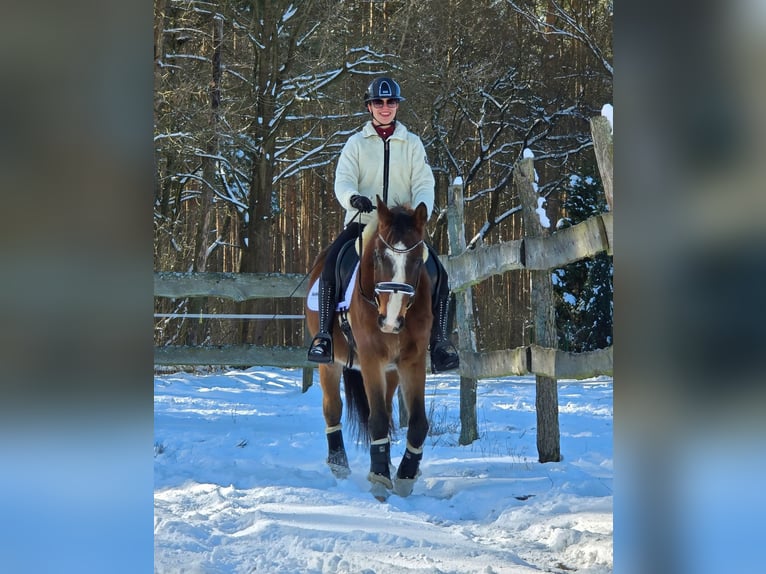 KWPN Gelding 4 years 16 hh Bay in Nowa R&#xF3;&#x17C;a