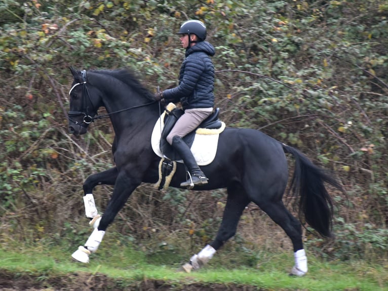 KWPN Gelding 4 years 16 hh Black in Dormagen