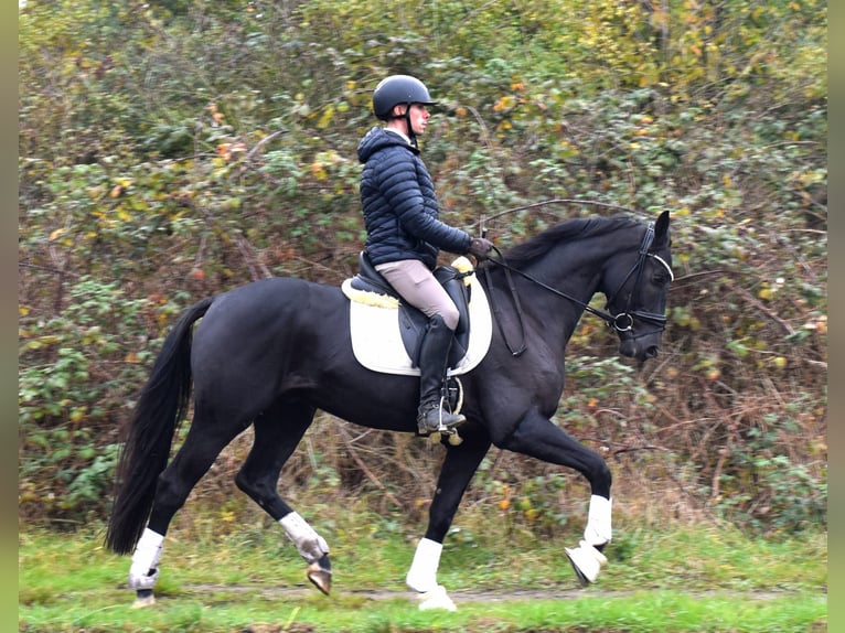 KWPN Gelding 4 years 16 hh Black in Dormagen