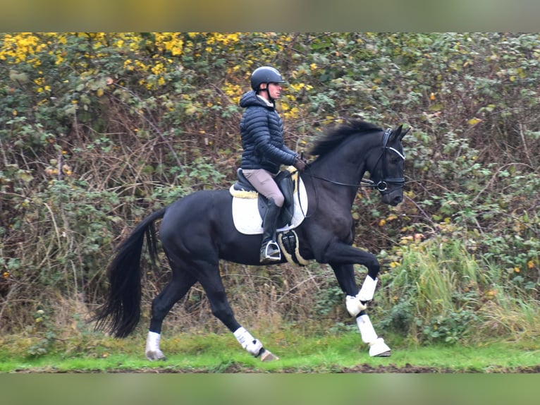 KWPN Gelding 4 years 16 hh Black in Dormagen