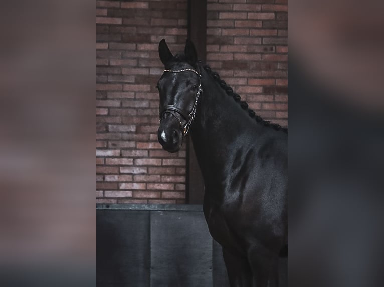 KWPN Gelding 4 years 16 hh Black in Helenaveen