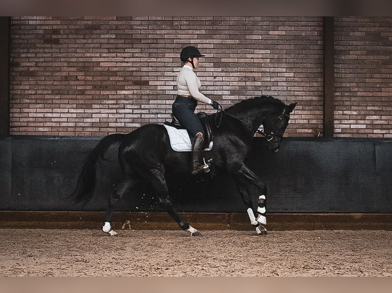 KWPN Gelding 4 years 16 hh Black in Helenaveen